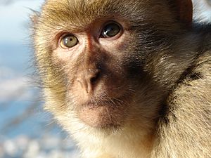 Archivo:Gibraltar Barbary Macaque