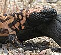 Gila Monster head