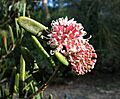 Hakea clavata