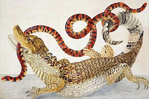 Archivo:Illustration of a Caiman crocodilus and an Anilius scytale (1701–1705) by Maria Sibylla Merian
