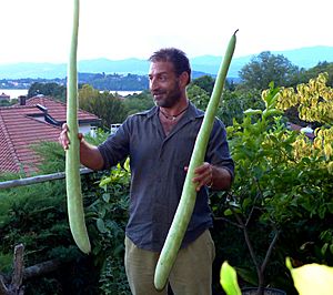 Archivo:Iozucchine