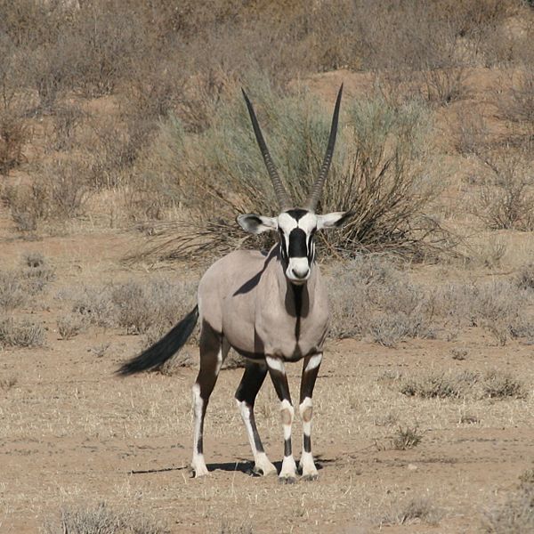 Kalahari gemsbok Oryx gazella