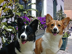 Archivo:Kelsey n Penny (Welsh Corgis)