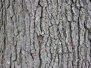 Archivo:Kentucky Coffee-tree Gymnocladus dioicus 3264px
