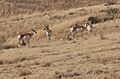 Las Cienegas National Conservation Area (9320752309)