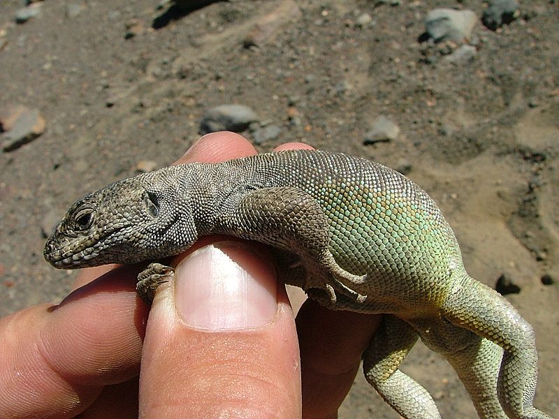 Liolaemus thermarum lateral
