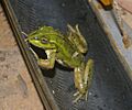 Litoria dahlii