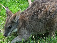 Archivo:Macropus-parma-parma-wallaby