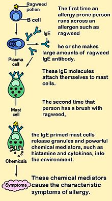 Archivo:Mast cells