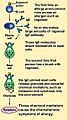 Mast cells