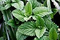 Mint leaves