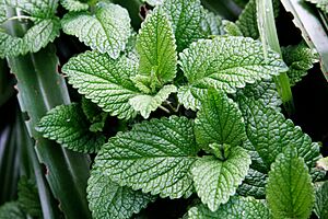 Archivo:Mint leaves