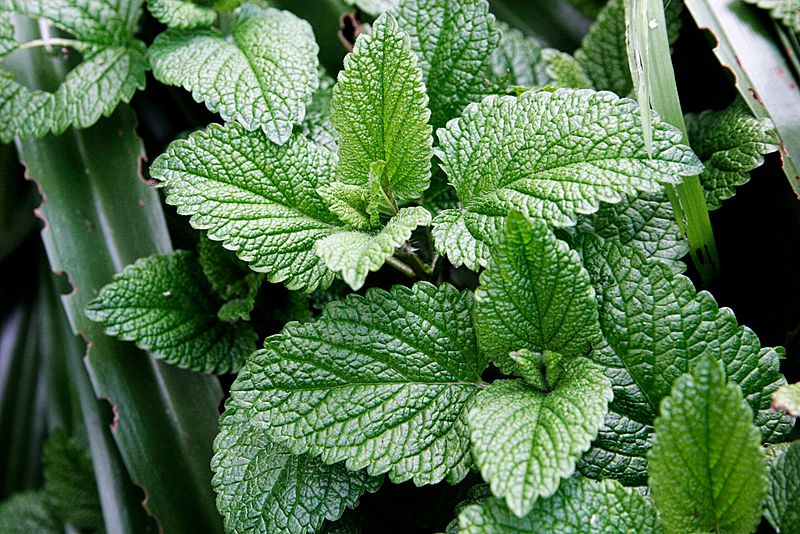 Mint leaves