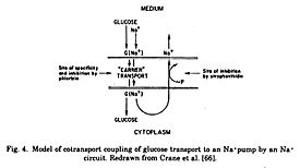 Archivo:Model of cotransport