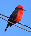 Moucherolle vermillon Mosquero cardenal