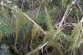 Mount Royal - moss forest