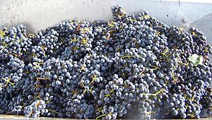Archivo:Mthomebrew grapes from harvest