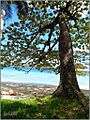 North Efate - Havannah Bay - panoramio (5)