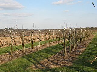 Orchard at East Malling - geograph.org.uk - 1228239.jpg