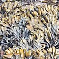 Pacific rockweed, Olympic National Park, USA