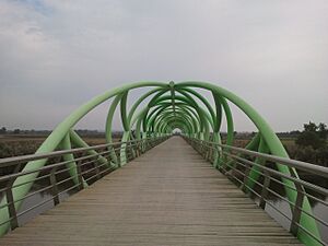Archivo:Pasarela del bicentenario
