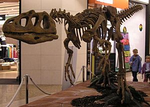 Archivo:Piatnitzkysaurus-front