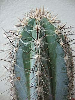 Pilosocereus tweedyanus3.JPG