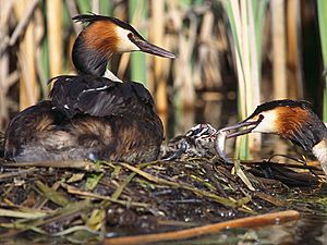 Archivo:Podiceps cristatus 1 (Lukasz Lukasik)