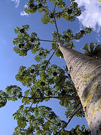 Archivo:Pourouma cecropiifolia