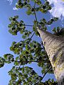 Pourouma cecropiifolia