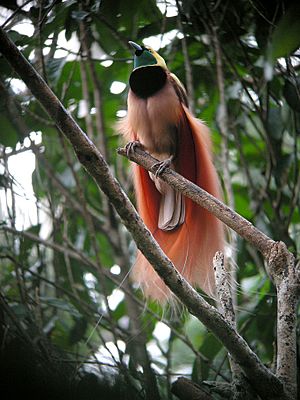 Archivo:Raggiana Bird-of-Paradise wild 5