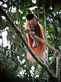 Raggiana Bird-of-Paradise wild 5