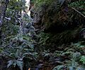 Rainforest,bluemountainsNSW