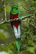 Resplendent Quetzal male - Cloud Forest in Costa Rica