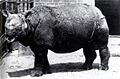 Rhinoceros sondaicus in London Zoo