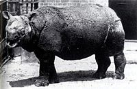 Archivo:Rhinoceros sondaicus in London Zoo