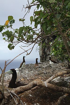 Archivo:Surveillance des nids à Nukufotu (Wallis)
