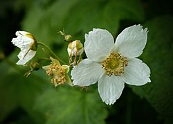 Thimbleberry Rubus parviflorus 1.jpg