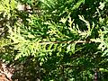 Thuja occidentalis1