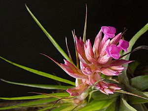 Archivo:Tillandsia geminiflora 1