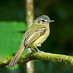 Archivo:Tolmomyias sulphurescens -Parque Estadual da Cantareira, Sao Paulo, Brazil-8