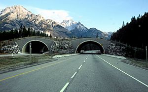 Archivo:Trans-Canada-wildlife overpass