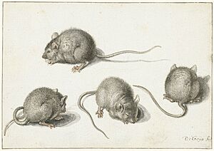 Archivo:Vier studies van een zieke muis, RP-T-1880-A-98