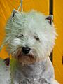 Westie head