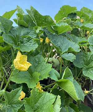 Archivo:Winter Melon Plant (Cambodia)