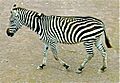 Zebra sideview
