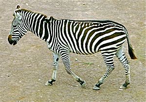 Archivo:Zebra sideview