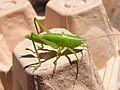 Ab insect 020