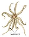 Abraliopsis morisi hectocotylus-English
