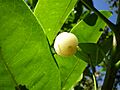 Acronychia acidula1